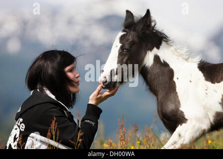 Junge Frau mit Gypsy Vanner oder Tinker Pferdefohlen auf einer Wiese, Pinto, schwarz und weiß, Nord-Tirol, Austria, Europe Stockfoto