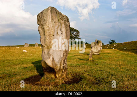 Ring von stehenden Steinen, Steinkreis, Avebury, Wiltshire, England, Vereinigtes Königreich Stockfoto
