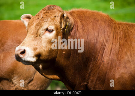 Limousin Rinder, Bull, Lake District, England, Vereinigtes Königreich Stockfoto