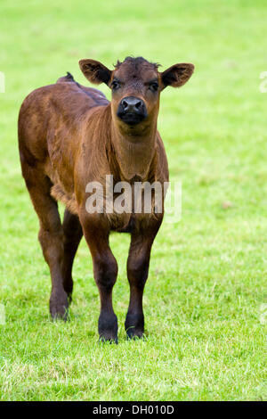 Limousin Rinder, Kalb, Lake District, England, Vereinigtes Königreich Stockfoto