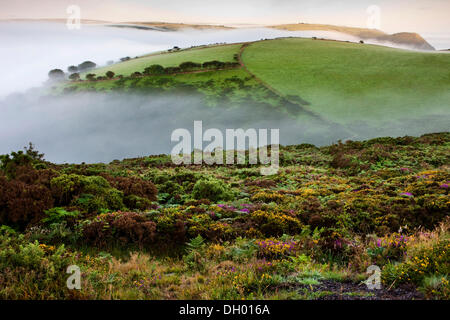 Nebel über Exmoor Nationalpark Exmoor Nationalpark, Somerset, England, Vereinigtes Königreich Stockfoto