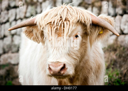 Schottische Hochlandrinder, junger Stier, gemischt-Rasse, Cornwall, England, Vereinigtes Königreich Stockfoto