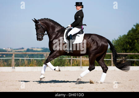 Junge Frau in einem formalen Reiten Kleid Reiten ein galoppierendes Hannoveraner Pferd, Dressur, Rappe, Österreich Stockfoto