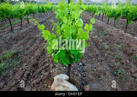 Gemeinsamen Weintraube Weinrebe (Vitis Vinifera), Weinreben, Alpes-de-Haute-Provence, Frankreich Stockfoto