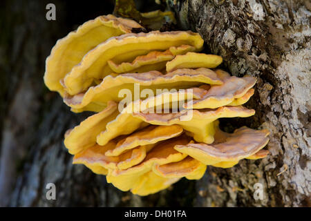 Polypore Schwefel, Schwefel Regal oder Huhn von der Woods (Laetiporus Sulphureus), Nord-Tirol, Österreich Stockfoto