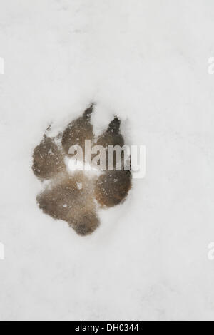 Paw Print von einem großen Hund im Schnee, verfolgen Stockfoto