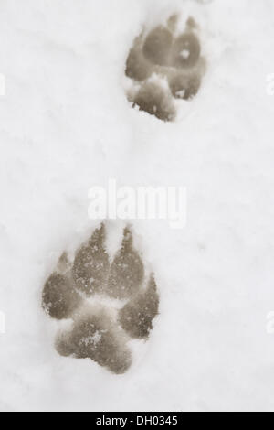 Pfotenabdrücke von einem großen Hund im Schnee, verfolgen Stockfoto