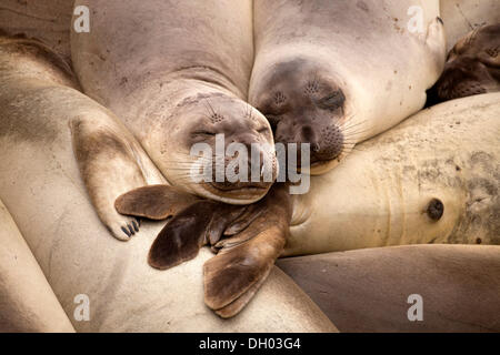 Schlafen, nördlichen See-Elefanten (Mirounga Angustirostris), Big Sur, Kalifornien, Vereinigte Staaten Stockfoto