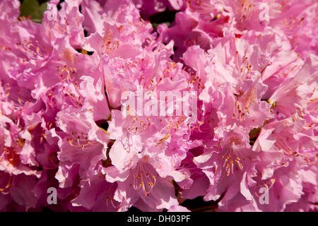 Blühenden Rhododendron, Rhododendron-Park in Dresden-Wachwitz, Wachwitzer Hoehenpark, Sachsen Stockfoto