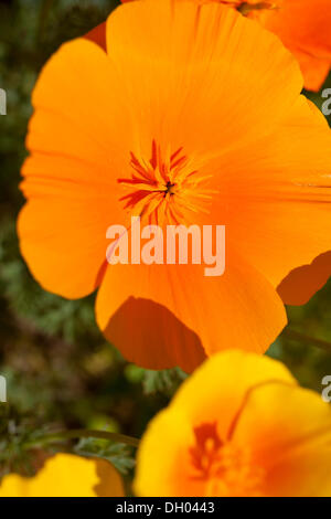 Kalifornische Mohn (Eschscholzia Californica), close-up einer Blume Stockfoto