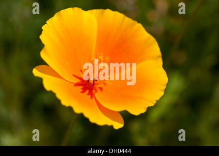 Kalifornische Mohn (Eschscholzia Californica), close-up einer Blume Stockfoto