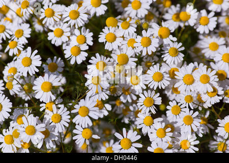 Kamille (Matricaria Chamomilla), in voller Blüte Stockfoto