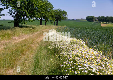 Kamillenblüten (Matricaria Chamomilla) wachsen reichlich entlang eines Feldwegs in Neckanitz, Kirschallee, in der Nähe von Lommatzsch Stockfoto