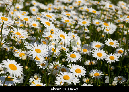 Oxeye Margeriten (Leucanthemum Vulgare) in kleinen Feldern zwischen Altsattel und Staucha, Lommatzscher Pflege Bezirk, Sachsen Stockfoto