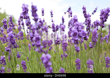 Lavendel (Lavandula Angustifolia, Syn Lavandula Officinalis, Lavandula Vera) in voller Blüte, Sachsen Stockfoto