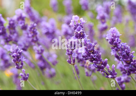 Lavendel (Lavandula Angustifolia, Syn Lavandula Officinalis, Lavandula Vera) in voller Blüte, Sachsen Stockfoto