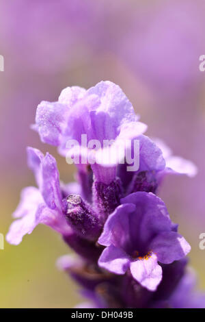 Lavendel (Lavandula Angustifolia, Syn Lavandula Officinalis, Lavandula Vera) in voller Blüte, Sachsen Stockfoto