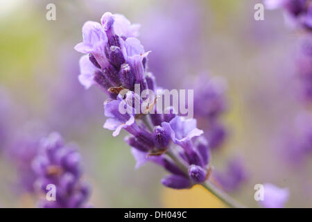 Lavendel (Lavandula Angustifolia, Syn Lavandula Officinalis, Lavandula Vera) in voller Blüte, Sachsen Stockfoto