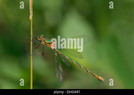 Emerald Damselfly (Lestes Sponsa), Weiblich, ruht auf einem Rasen Stamm, South Wales, Vereinigtes Königreich, Europa Stockfoto