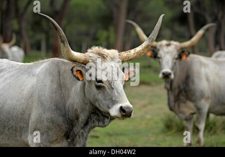 Maremma-Rinder, Kühe, Parco Regionale della Maremma, Maremma-Naturpark in der Nähe von Alberese, Provinz Grosseto, Toskana, Italien Stockfoto