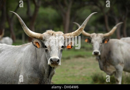 Maremma-Rinder, Kühe, Parco Regionale della Maremma, Maremma-Naturpark in der Nähe von Alberese, Provinz Grosseto, Toskana, Italien Stockfoto