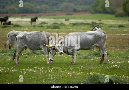 Maremma-Rinder, Kühe, Parco Regionale della Maremma, Maremma-Naturpark in der Nähe von Alberese, Provinz Grosseto, Toskana, Italien Stockfoto