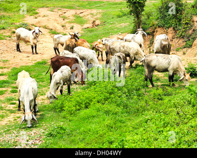 Kühe essen den Rasen auf dem Feld in Thailand Stockfoto