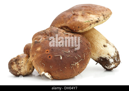 Gruppe von Steinpilzen Agaric aus dem Wald auf weißem Hintergrund mit Schatten Stockfoto