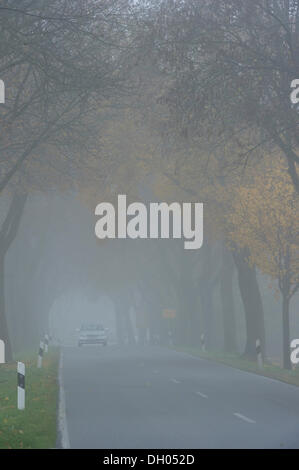 Auto ohne Nebelscheinwerfer fahren bei Nebel durch ein Ahorn-Allee in der Nähe von Niederding, Bayern, Oberbayern Stockfoto