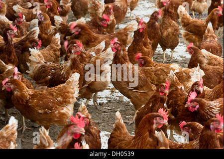 Freilaufende Hühner, Eberl Geflügelfarm, Marklkofen, Bayern, Niederbayern, PublicGround Stockfoto