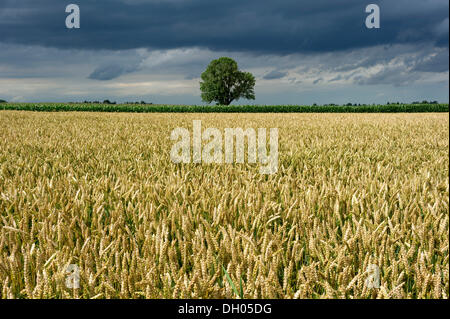 Gemeine Esche (Fraxinus Excelsior) hinter einem Weizenfeld (Triticum L.), mit dunklen Gewitterwolken, Gewitterwolken, Frotzhofen Stockfoto