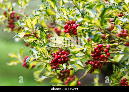 Bunte Holly beladen mit Beeren, Herbst 2013 Stockfoto