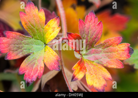 Blätter der eine winterharte Geranie drehen Regenbogenfarben, Herbst 2013 Stockfoto