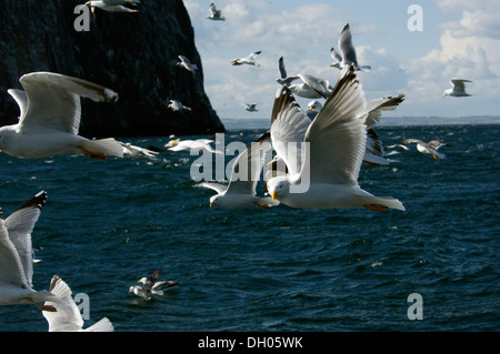 Gabbiano Reale; Larus Ridibundus; Adulto; Erwachsenen; Bass Rock; Edimborough; Schottland; Vereinigtes Königreich; UK, im Flug, Flug Stockfoto