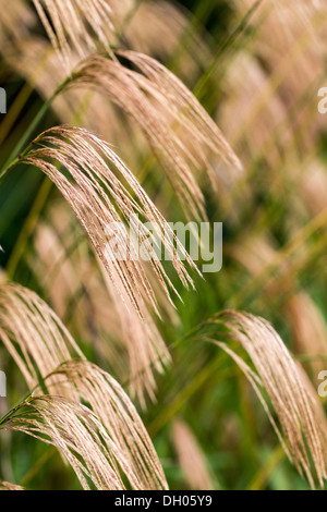 Miscanthus Nepalensis, Herbst 2013 Stockfoto