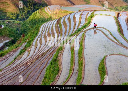 Yao-Frau arbeitet in Reisterrassen, Dazhai Village, in der Nähe von Dragon es Rückgrat Reisterrassen Yao Provinz Guangxi, China Stockfoto