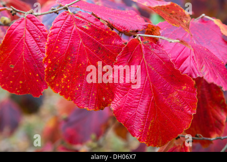 Blätter von Hamamelis Intermedia, Hamamelis, Herbst 2013 Stockfoto