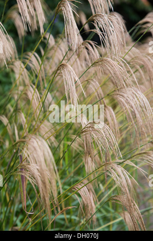 Miscanthus Nepalensis Herbst 2013 Stockfoto