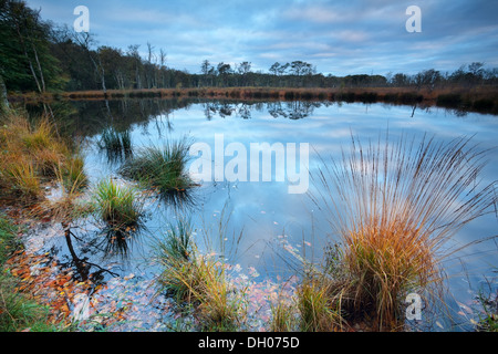 Herbst am wilden Waldsee, Niederlande Stockfoto