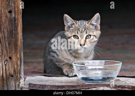 Junge Katze, Kätzchen, Eng-Alm, Karwendelgebirge, Tirol, Österreich, Europa Stockfoto