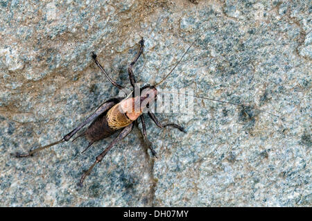 Alpine dunkle Bush-Cricket (Pholidoptera Aptera), Männlich, Mitteldorfer Alm, Frosnitztal, Ostirol, Österreich, Europa Stockfoto