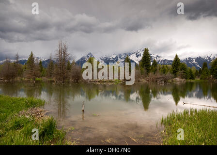 Beaver Lake in der Nähe von Schwabacher Landung im Rücken der Teton Range, Grand-Teton-Nationalpark, Wyoming, USA, Amerika Stockfoto