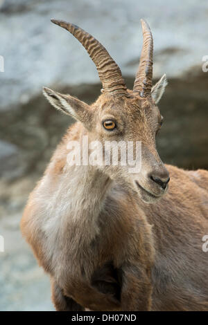 Alpensteinbock (Capra Ibex), Weiblich, Alpenzoo, Innsbruck, Tirol, Österreich, Europa Stockfoto