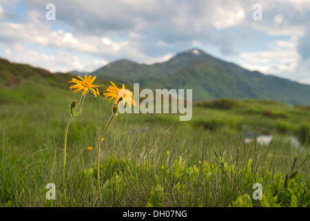 Orientgämswurz, Wolfs Bane, Berg Tabak oder Arnika (Arnica Montana), Naunz, Schwaz, Tirol, Austria, Europe Stockfoto