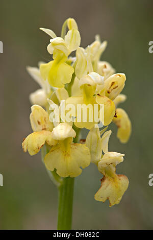 Pale-flowered Orchid (Orchis Pallens), Bad Ditzenbach, Schwäbische Alb, Baden-Württemberg Stockfoto