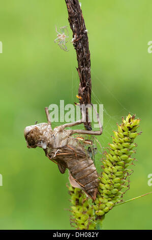 Raft Spider (Dolomedes Fimbriatus), Filz, Wörgl, Tirol, Österreich, Europa Stockfoto