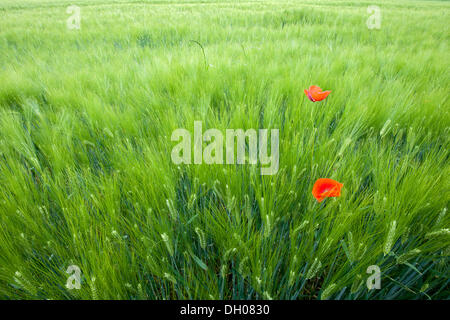 Getreidefeld mit Klatschmohn (Papaver Rhoeas), Schwaz, Tirol, Österreich, Europa Stockfoto