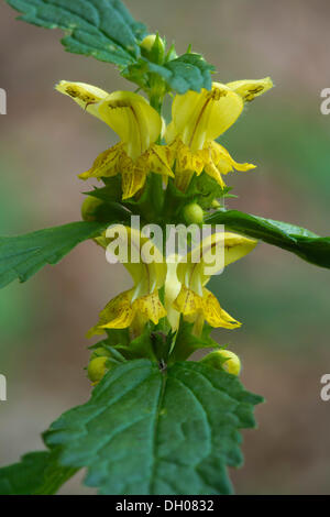 Gemeinsamen gelbe Erzengel (Lamium Galeobdolon), Bad Ditzenbach, Schwäbische Alb, Baden-Württemberg Stockfoto