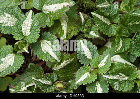 Gemeinsamen gelbe Erzengel (Lamium Galeobdolon), Pille, Tirol, Österreich, Europa Stockfoto