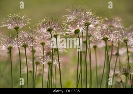 Gemeinsamen Kuhschelle (Pulsatilla Vulgaris), Samen Köpfe, Schwäbische Alb, Baden-Württemberg Stockfoto